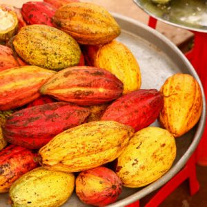 cacao fruit pods