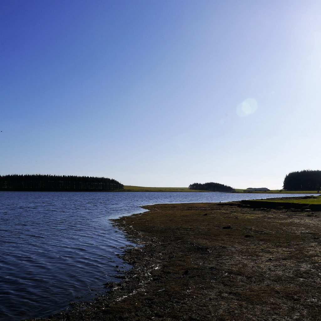 View of Crowdy Reservoir showing the water on the left and the sandy bank on the right and pine trees in the distance