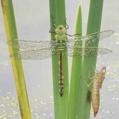 Dragonfly just emerged from the pond.